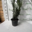 Oszlopos tiszafa - Taxus baccata 'Lakatos'