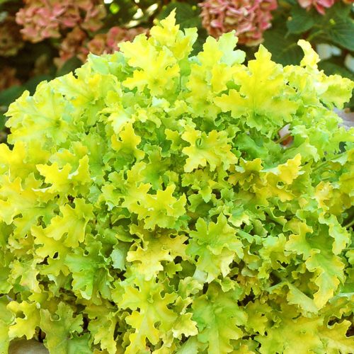 Tűzeső - Heuchera 'Lime Marmalade' 