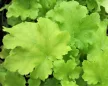 Tűzeső - Heuchera 'Lime Ricky’