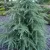 Himalájai cédrus - Cedrus deodara 'Bushes Electra'