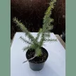 Himalájai cédrus - Cedrus deodara 'Bushes Electra'