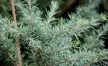 Himalájai cédrus - Cedrus deodara 'Bushes Electra'