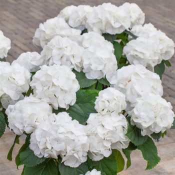   Kerti hortenzia - Hydrangea macrophylla 'Sneeuwball'