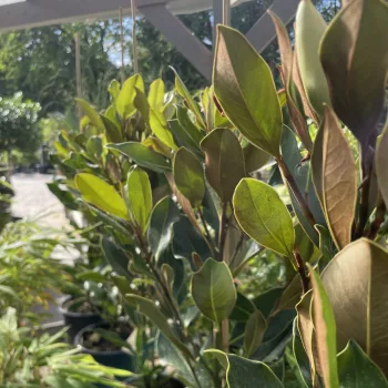   Magnolia grandiflora 'Little Gem' - örökzöld liliomfa K2 40+