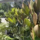 Magnolia grandiflora 'Little Gem' - örökzöld liliomfa K2 40+