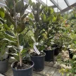 Magnolia grandiflora 'Little Gem' - örökzöld liliomfa K2 40+