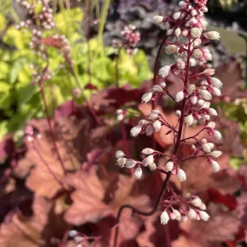 Heuchera 'Rio' – Tűzeső D14
