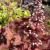 Heuchera 'Rio' – Tűzeső D14