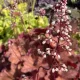 Heuchera 'Rio' – Tűzeső D14