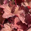 Heuchera 'Rio' – Tűzeső D14