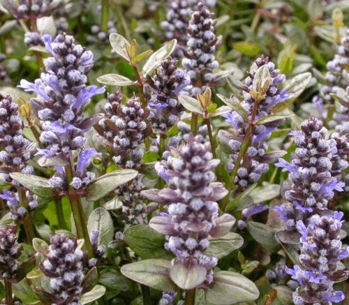 Indás ínfű - Ajuga tenorei 'Valfredda'