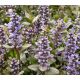 Indás ínfű - Ajuga tenorei 'Valfredda'