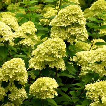 Bugás hortenzia - Hydrangea paniculata 'Mojito'