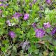 Bíbor virágú kis télizöld meténg - Vinca minor 'Atropurpurea'