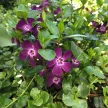 Bíbor virágú kis télizöld meténg - Vinca minor 'Atropurpurea'