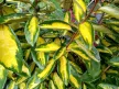 Széleslevelű ezüstfa - Elaeagnus x ebbingei ‘Limelight’