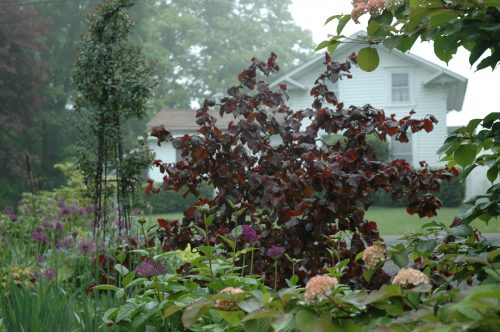 Csavartvesszejű vérmogyoró - Corylus avellana 'Red Majestic'®