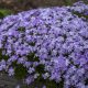 Árlevelű lángvirág - Phlox subulata 'Emerald Cushion Blue'