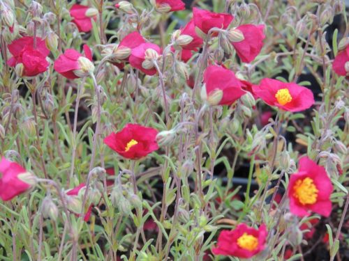 Napvirág - Helianthemum 'Red Orient'