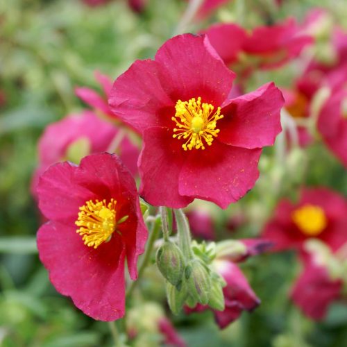 Napvirág - Helianthemum 'Red Orient'