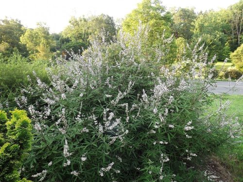 Illatos barátcserje - Vitex agnus-castus 