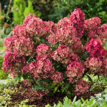   Bugás hortenzia - Hydrangea paniculata 'Petite Star'