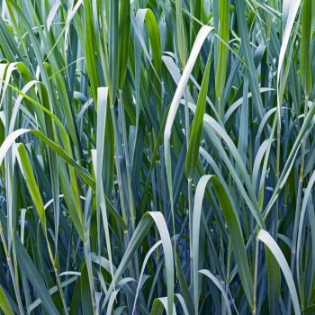 Vesszős köles - Panicum virgatum 