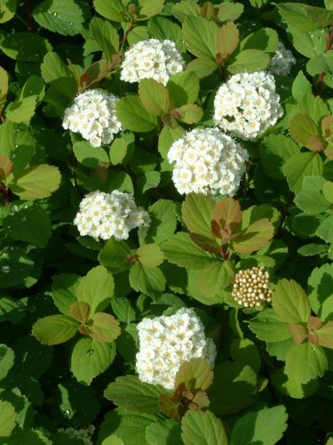 Nyírlevelű gyöngyvessző - Spiraea betulifolia var. aemiliana