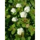 Nyírlevelű gyöngyvessző - Spiraea betulifolia var. aemiliana