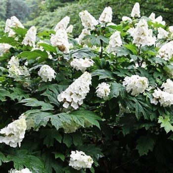   Tölgylevelű hortenzia - Hydrangea quercifolia 'Snow Giant'