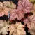 Tűzeső -  Heuchera 'World Caffe Americano'