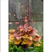 Tűzeső -  Heuchera 'World Caffe Americano'