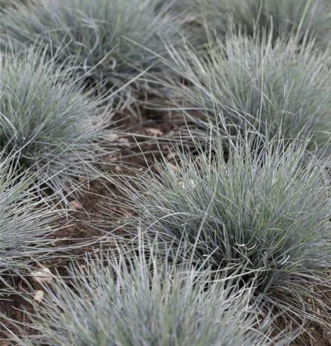 Deres csenkesz - 	Festuca glauca 'Uchte'