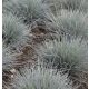 Deres csenkesz - 	Festuca glauca 'Uchte'