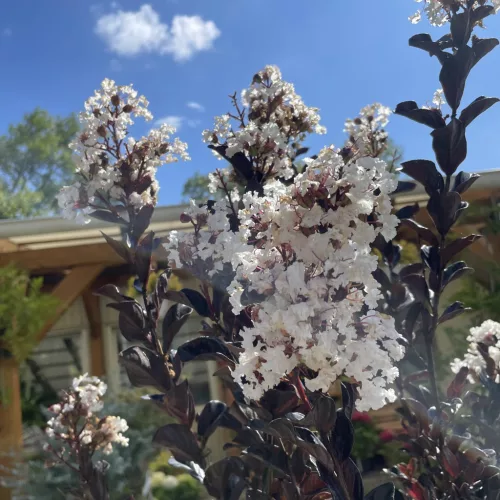 Lagerstroemia Indica 'Coconut Sorbet' - Selyemmirtusz K15 100/120