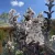 Lagerstroemia Indica 'Coconut Sorbet' - Selyemmirtusz K15 100/120