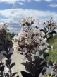 Lagerstroemia Indica 'Coconut Sorbet' - Selyemmirtusz K15 100/120