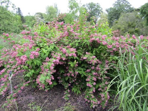 Gyönyvirágcserje - Deutzia x hybrida 'Strawberry Fields'