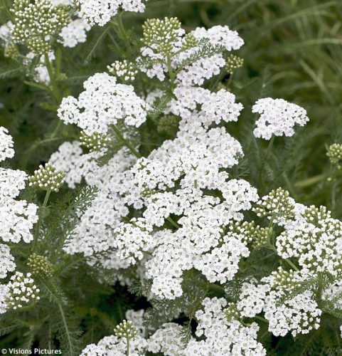 Cickafark - Achillea millefolium 'Schneetaler'