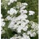 Cickafark - Achillea millefolium 'Schneetaler'