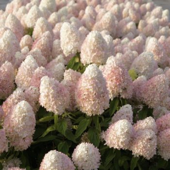   Bugás hortenzia - Hydrangea paniculata 'Magical Summer'