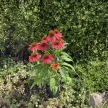 Bíbor kasvirág - Echinacea purpurea 'Lakota Red'