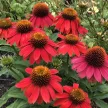 Bíbor kasvirág - Echinacea purpurea 'Lakota Red'