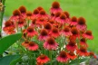 Bíbor kasvirág - Echinacea purpurea 'Lakota Red'