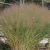 Vesszős köles - Panicum virgatum 'Cloud Nine'