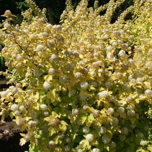 Aranysárga hólyagvessző - Physocarpus opulifolius 'Angel Gold' 