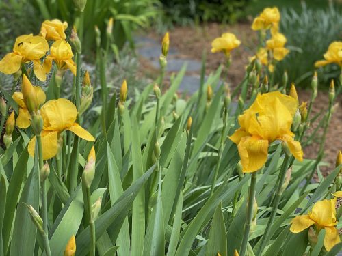 Apró nőszirom - Iris pumila 'Path of Gold'