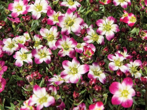 Mohalevelű kőtörőfű - Saxifraga x arendsii 'Marto Picotee Red'