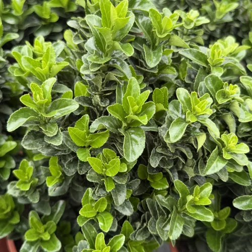 Euonymus japonicus 'Green Spire' - Japán kecskerágó K2