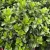 Euonymus japonicus 'Green Spire' - Japán kecskerágó K2